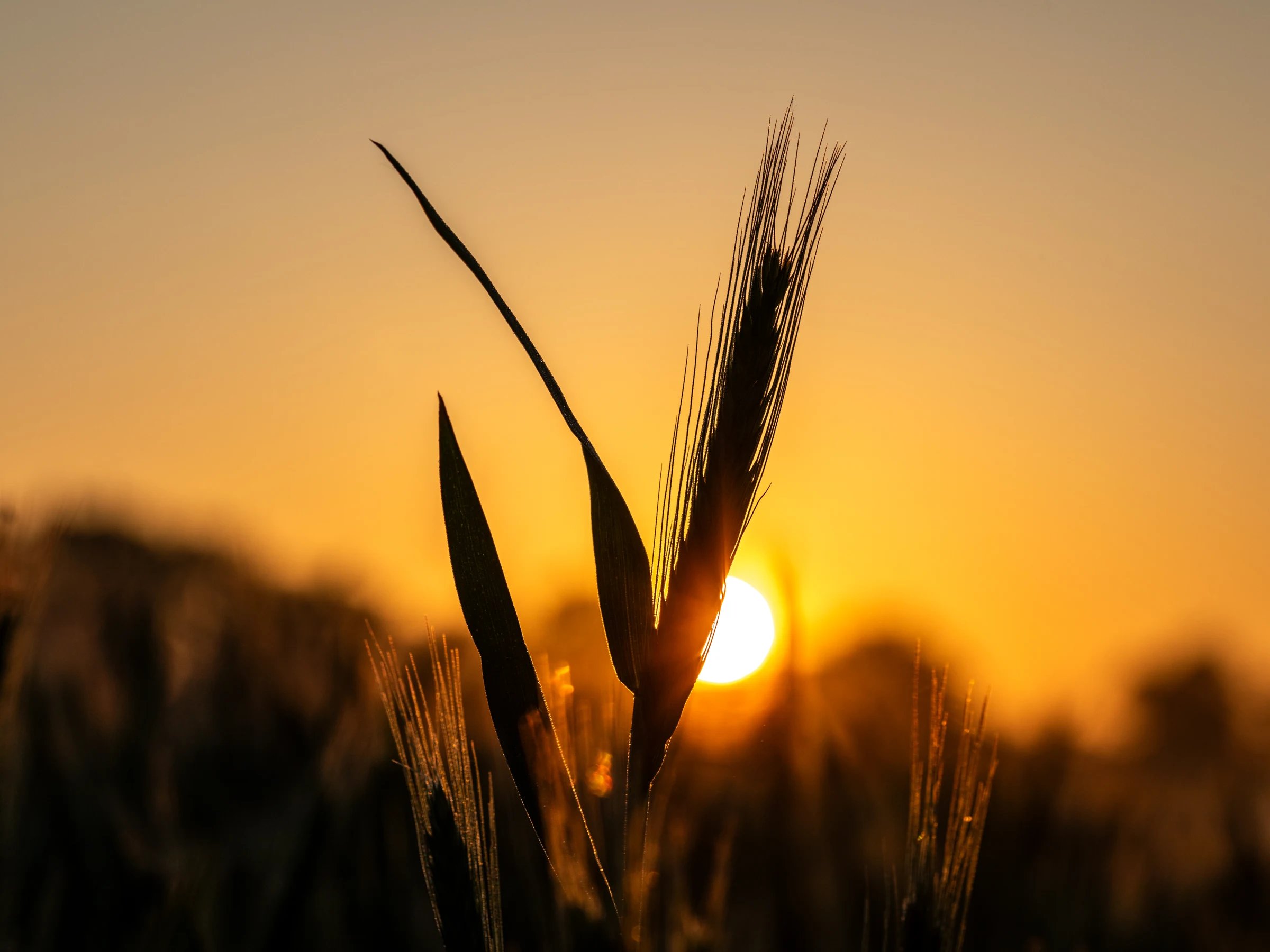 Wheat ears illustrate the grain used in harisa; this is an ingredient photograph, not the finished dish.