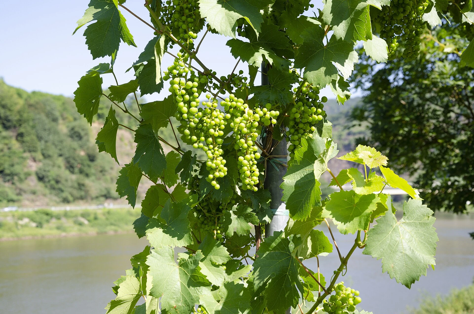 Wine grapes; a modern viticulture photograph.