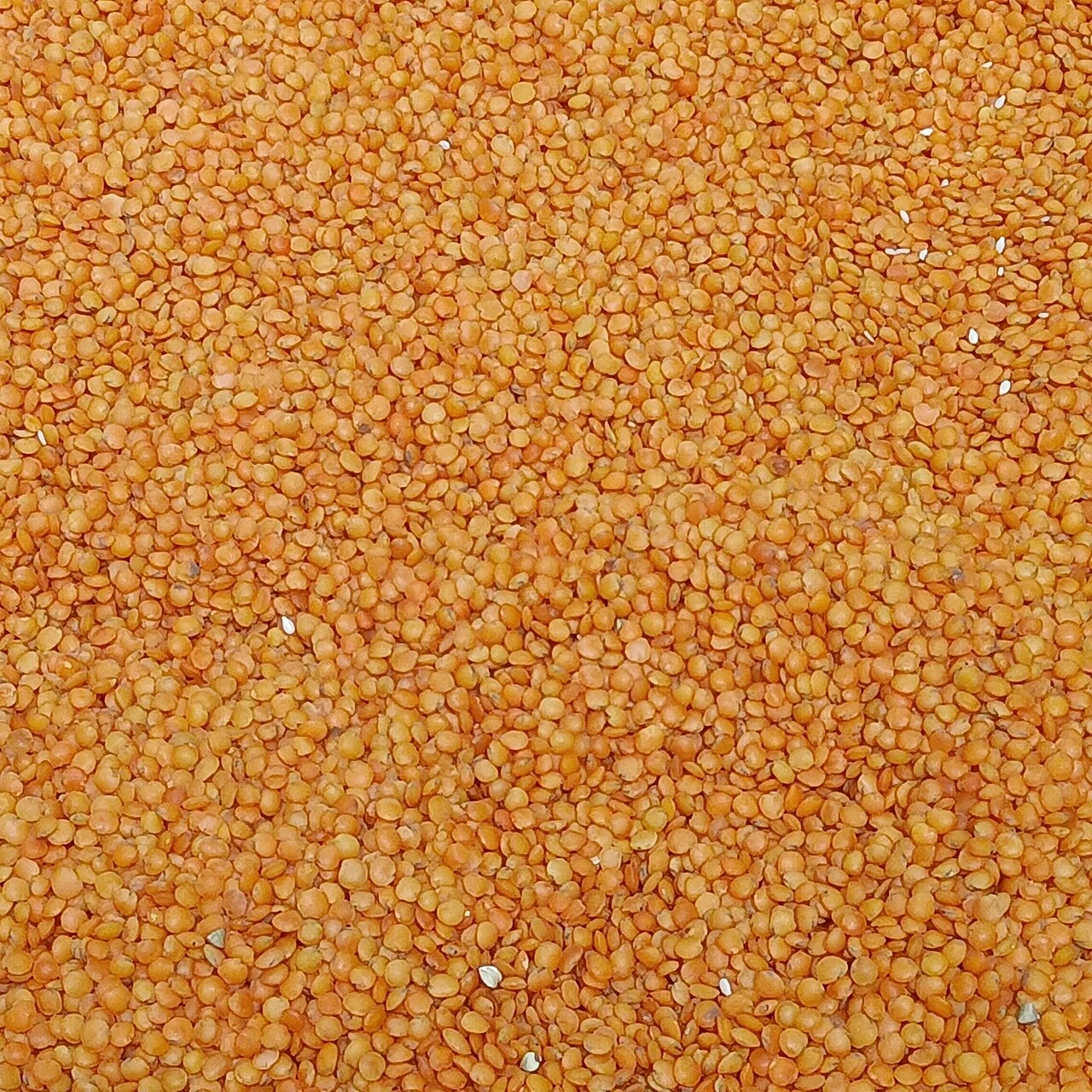 Red lentils in a modern ingredient photograph illustrating pulse-based food culture.