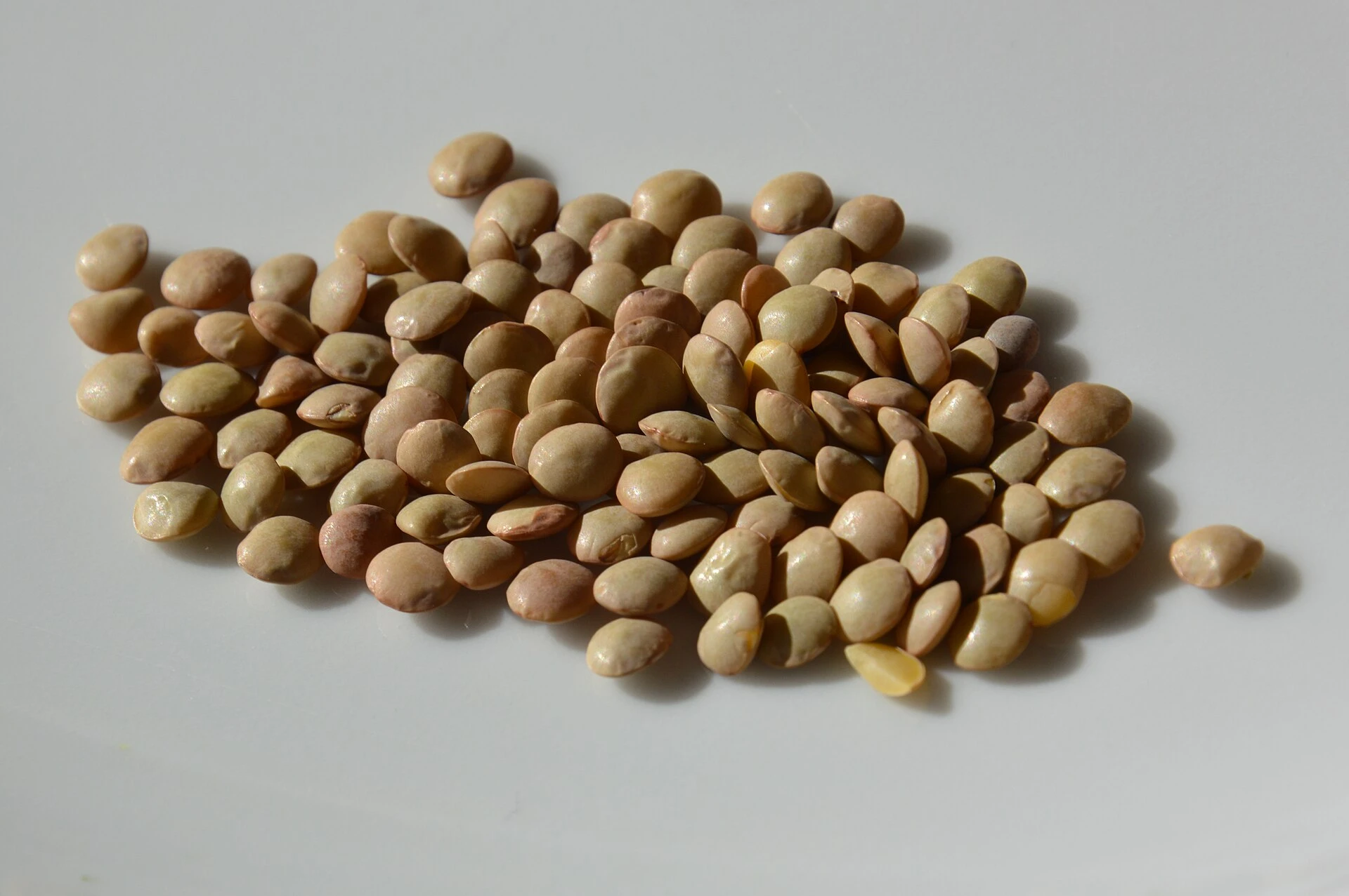 Lentils; an ingredient illustration, not a reconstruction of the historical dish.