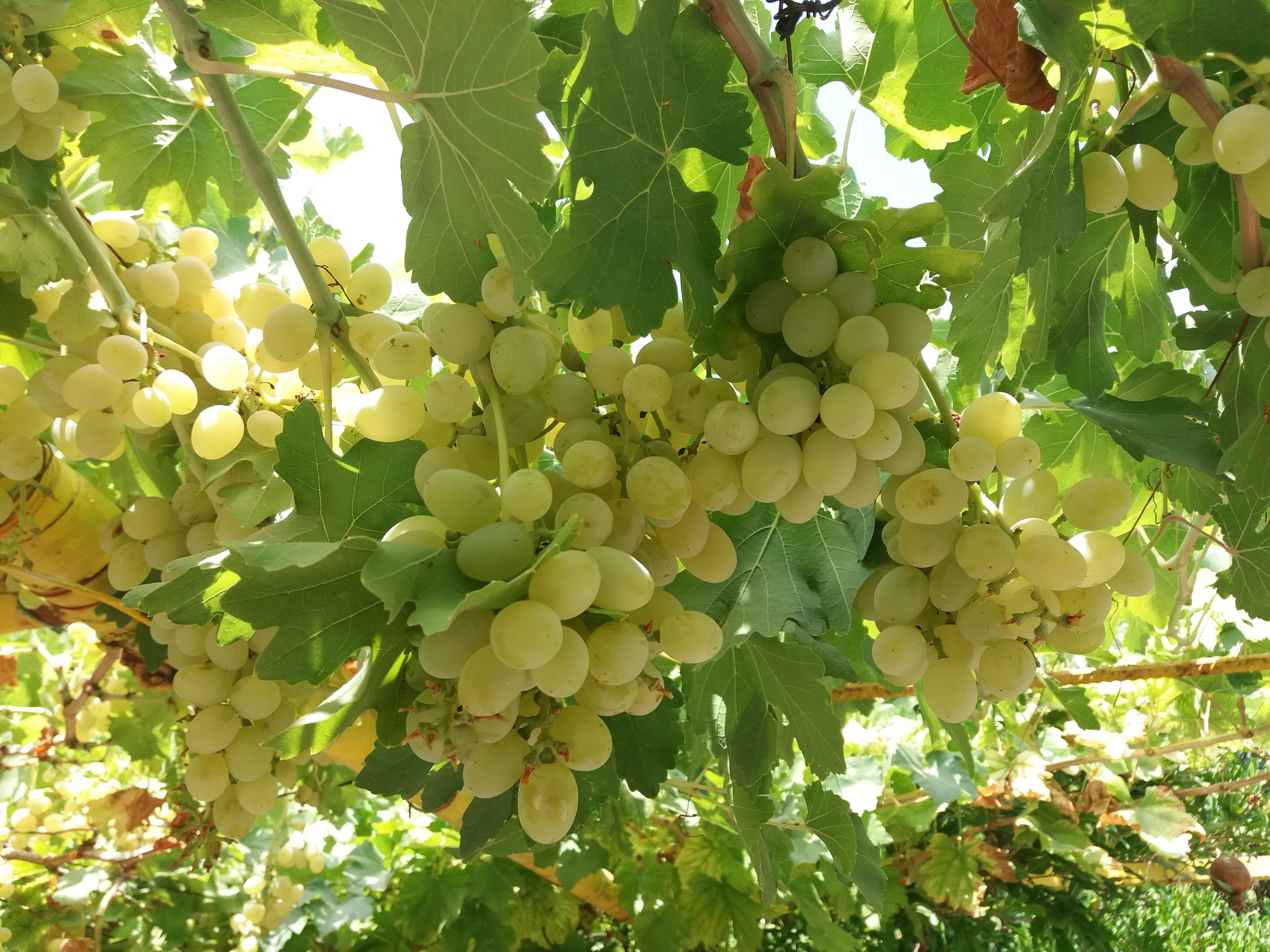 Grapes; a modern ingredient illustration for a mixed fermented drink.