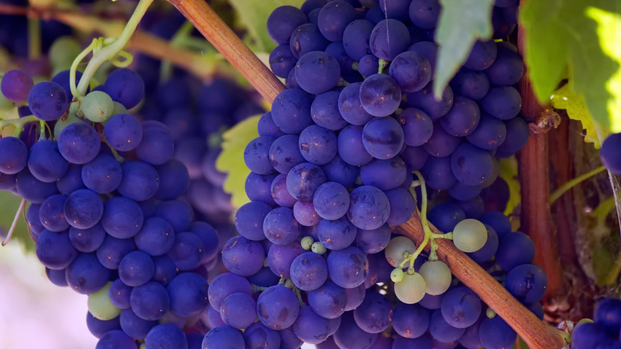 Grapes on the vine, the raw material for wine, photographed today.