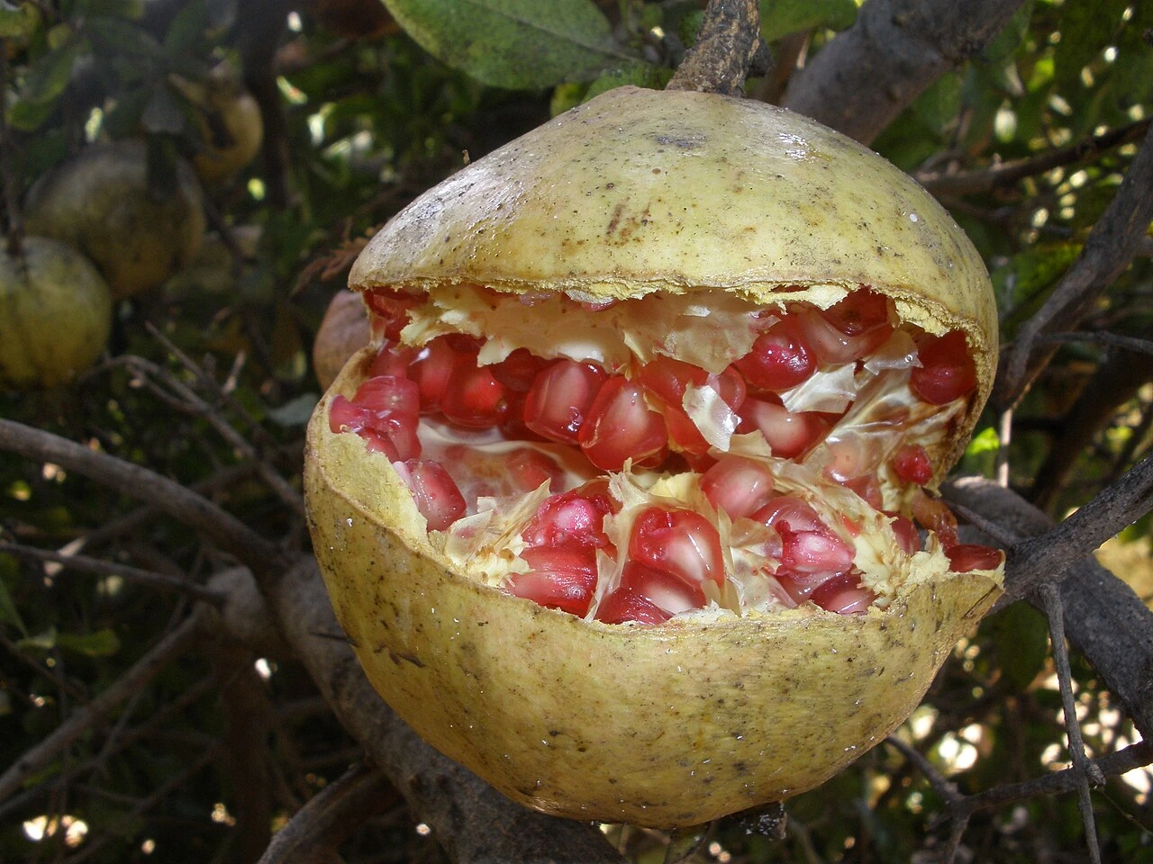 Pomegranate: a present-day fruit photograph illustrating historical foodways.
